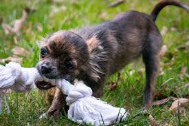 ¿Adopto un cachorro o un adulto?