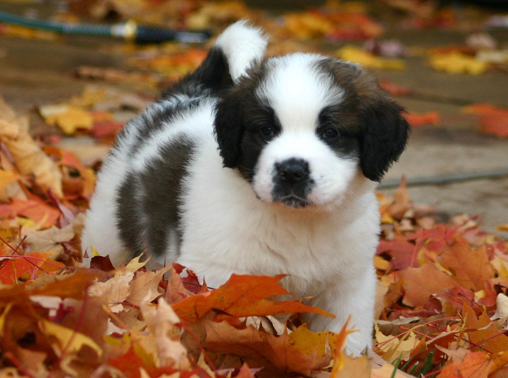 ¿Adopto un cachorro o un adulto?