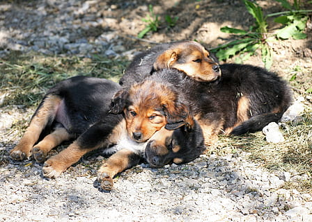 ¿Adopto un cachorro o un adulto?