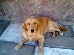 Golden retreiver