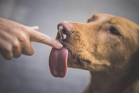 Alimentación y nutrición canina