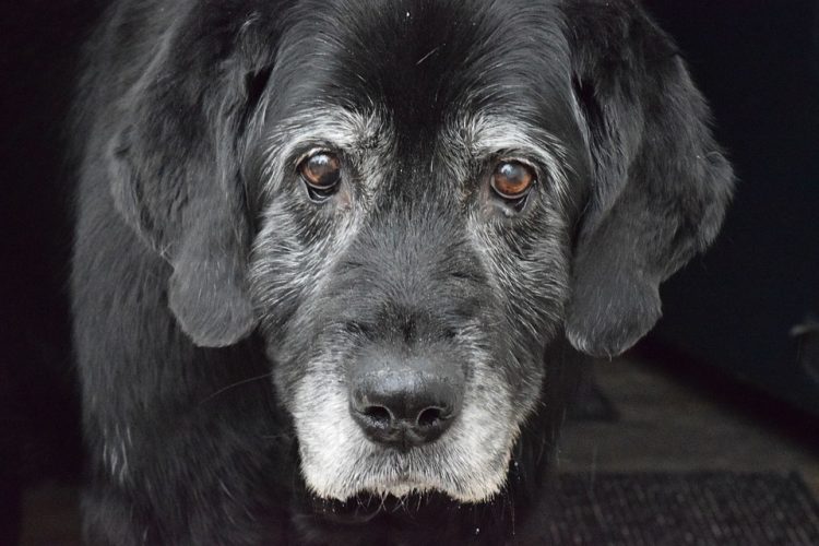 Necesidades del perro sénior