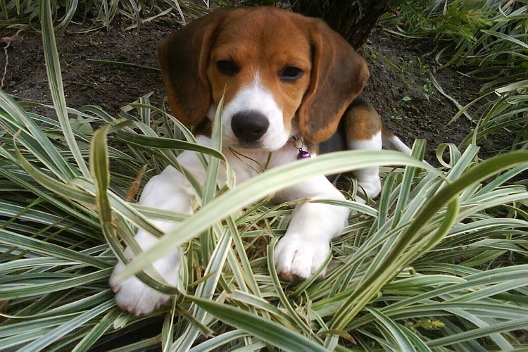 Adoptar a un cachorro