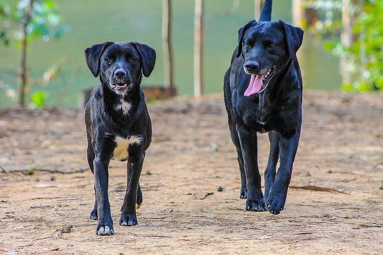 Etapas del desarrollo canino