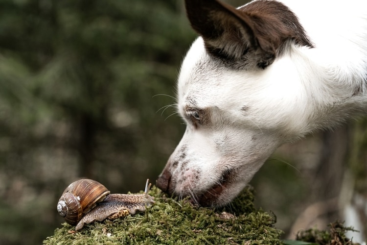 Instintos caninos