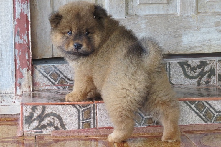 Primeros días de vida del cachorro