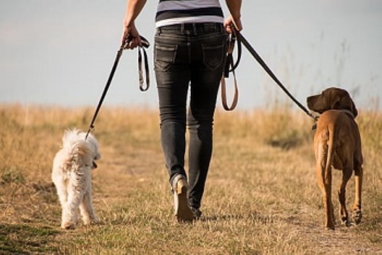 Qué tipo de perro se adapta mejor a ti