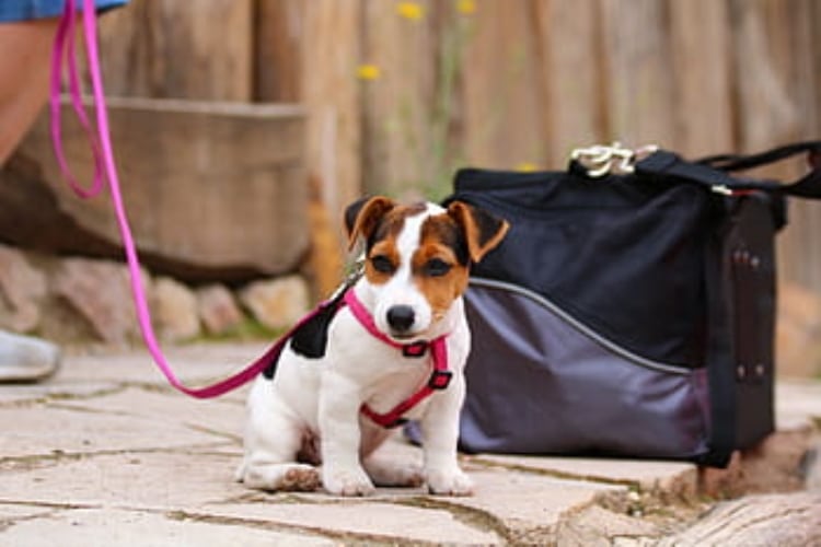 Accesorios básicos del perro