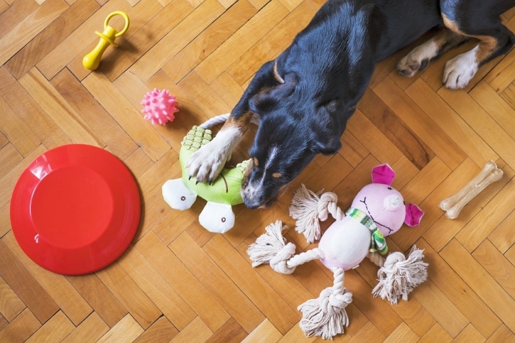 Equipamiento canino