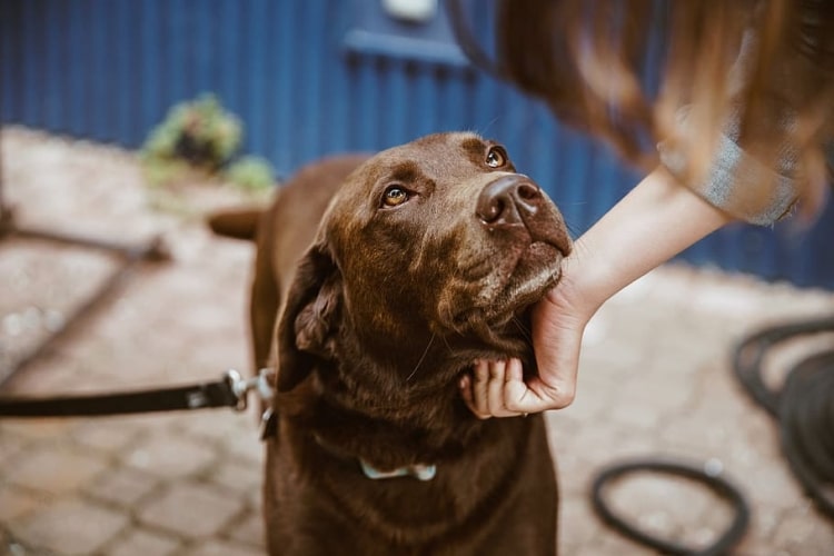 Las primeras veces con tu perro adoptado