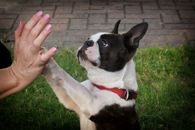 Los primeros días del perro adoptado