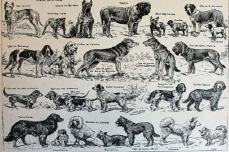 Distintas razas de perros