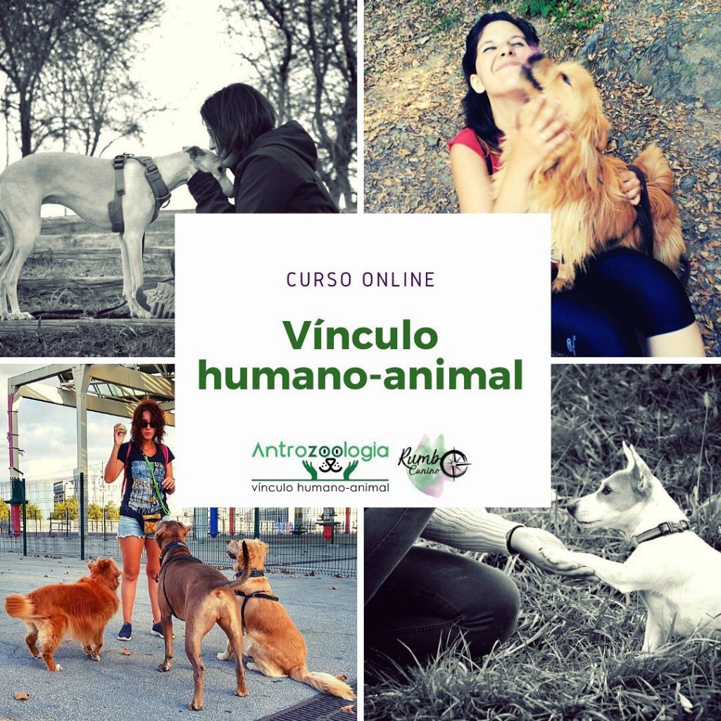 curso vínculo humano animal