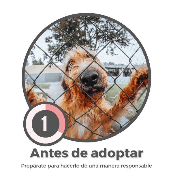 Antes-de-adoptar