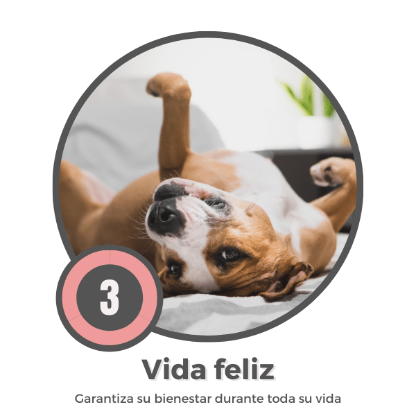 Vida feliz perro adoptado