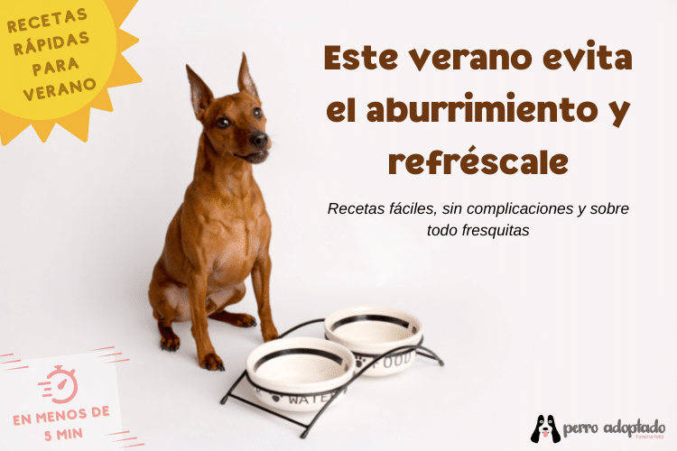 Recetas para perros en verano - Perro Adoptado - Familia feliz