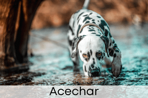 Acechar