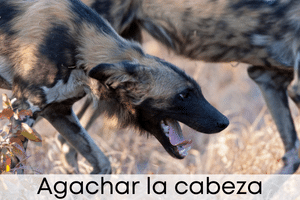 Agachar la cabeza