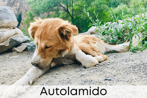 Autolamido