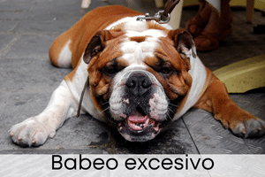 Babeo excesivo