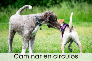 Caminar en círculos