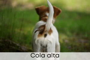 Cola alta