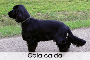 Cola caída