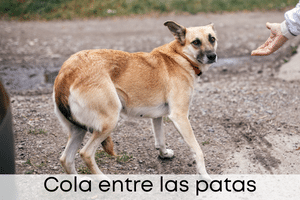 Cola ente las patas