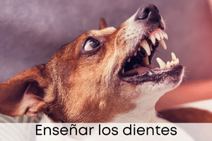 Enseñar los dientes