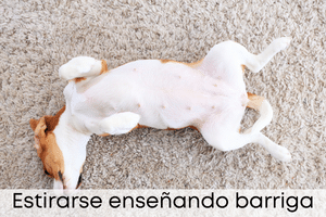 Enstirarse enseñando barriga