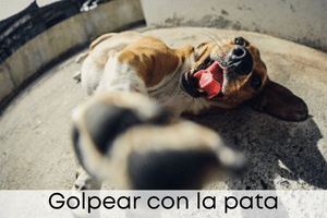 Golpear con la pata