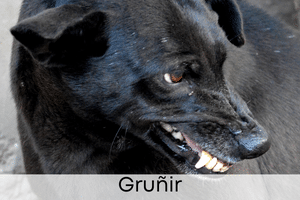 Gruñir