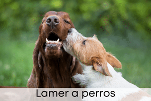 Lamer a perros