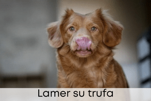 Lamer su trufa