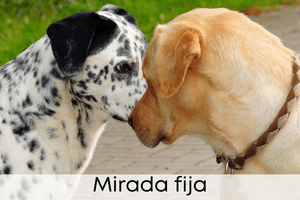 Mirada fija