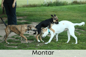 Montar