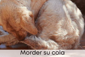 Morder su cola