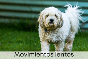 Movimientos lentos