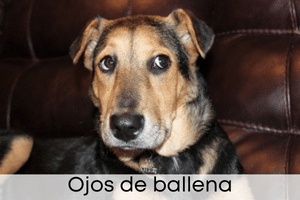 Ojo de ballena