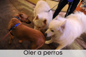 Oler a perros