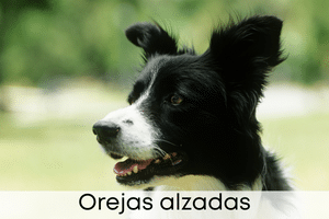 Orejas alzadas