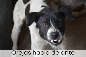 Orejas hacia delante