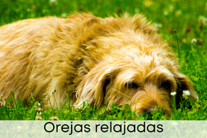 Orejas relajadas