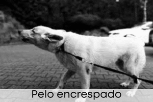 Pelo encrespado