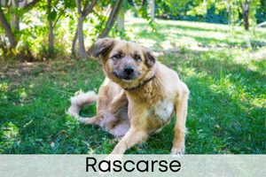 Rascarse