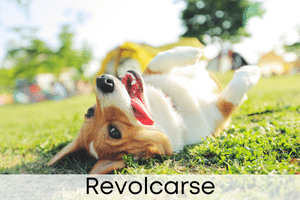 Revolcarse