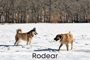 Rodear