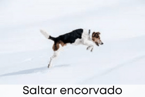 Saltar encorvado