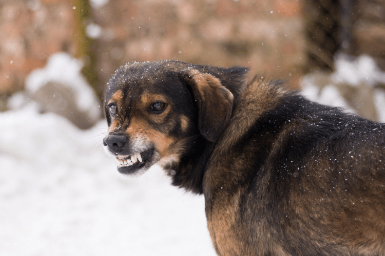 mi perro me muerde