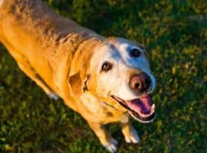 Hogar-perro-senior